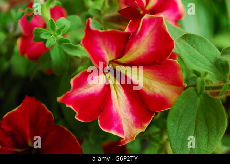 Petunia rossa, surfinia, assillaris petunia, petunia fiorita Foto Stock