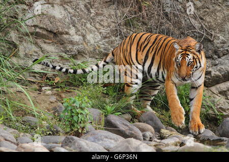 Tiger su rocce Foto Stock