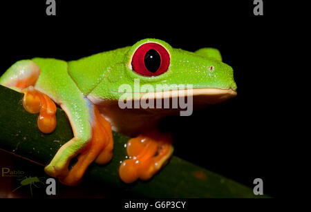 Con gli occhi rossi raganella in Costa Rica Foto Stock