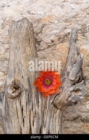 Unico fiore di arancia è tagliente, contrasto metaforica su morto legno saguaro. La posizione è di Tucson, in Arizona in America's Southwest. Foto Stock