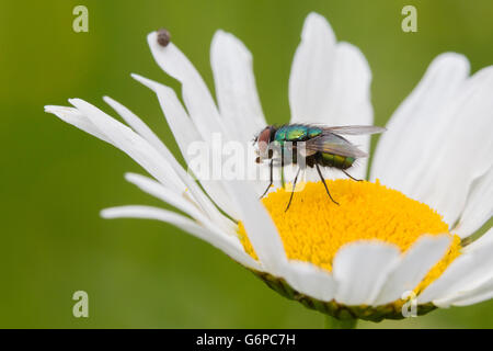 Verde bottiglia fly (Lucilia sericata) sul collegamento daisy. Foto Stock