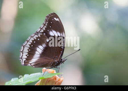 Brown Buttefly insetto seduto su una foglia Foto Stock