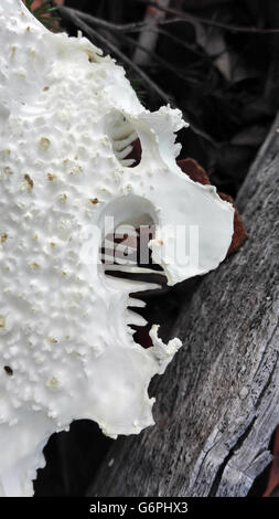 Scary monster volto di profilo sulla calotta di un bianco di funghi Amanita (Funghi) Foto Stock