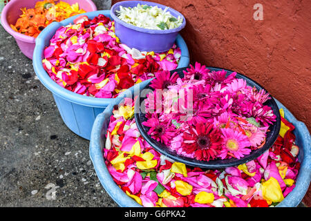 Ciotole di fiori e petali di rosa per la domenica delle Palme processione tappeti in Antigua, Guatemala Foto Stock