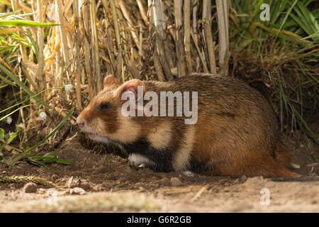 Criceto europeo , adulto maschio, Europa / (Cricetus cricetus) Foto Stock