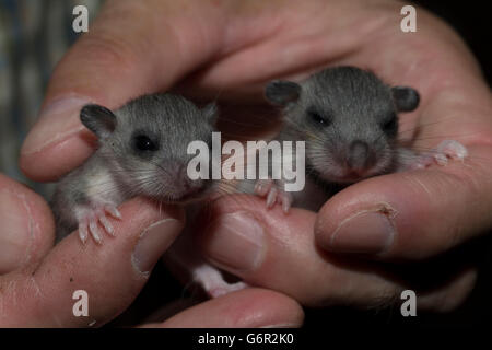 Fat ghiro, commestibili (ghiro Glis glis), due ragazzi in mano, Sassonia, Germania Foto Stock