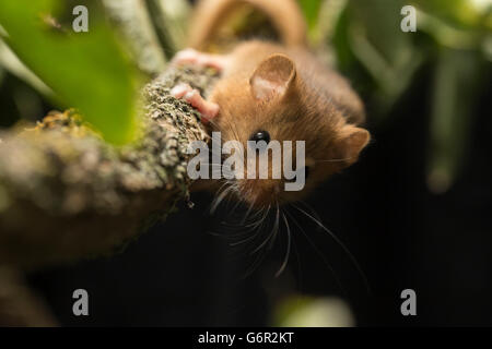 Hazel ghiro, maschio, capretti, sul ramo con i licheni, Europa / (Muscardinus avellanarius) Foto Stock