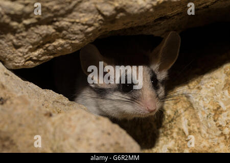 Asian quercino, adulto, femmina, in Africa e in Asia / (Eliomys melanurus) Foto Stock