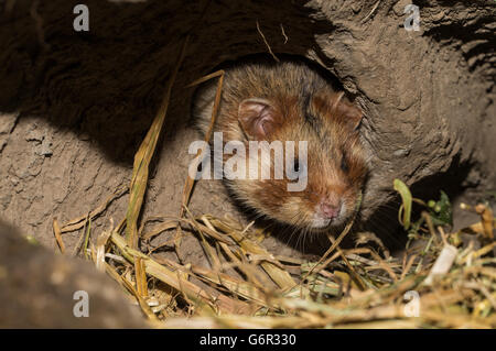 Criceto europeo, adulto, maschio, in burrow, Europa (Cricetus cricetus) Foto Stock