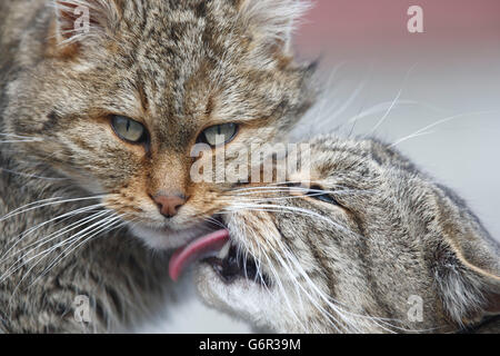 Wildcats europea / (Felis silvestris) Foto Stock