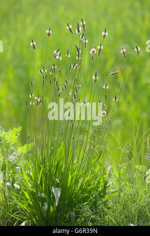 Inglese piantaggine, Bulgaria / (Planzago lanceolata) Foto Stock