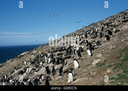 Pinguino saltaroccia e cormorani re, Saunders Island, Isole Falkland / (Eudytpes crestatus, Eudyptes chrysocome), (Phalacrocorax atriceps albiventer) / Re Shag Foto Stock