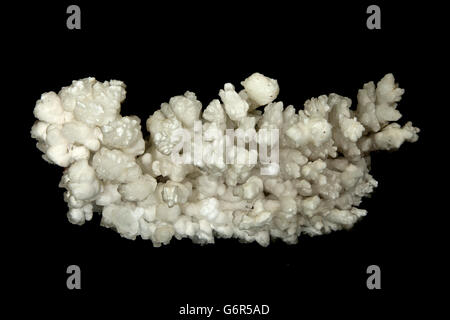 Aragonite, "flos ferri', carbonato di calcio, Messico Foto Stock