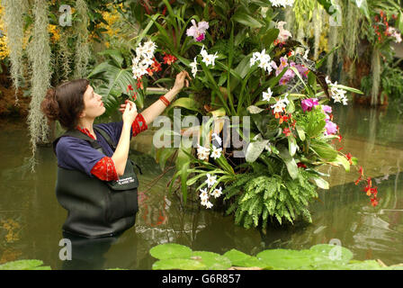 Gli horticoltori di Kew Gardens collocano le orchidee finali tra alcuni dei milioni in mostra nel Conservatorio della Principessa di Galles, dove il 10° festival annuale delle orchidee, "Orchid Exposed", si apre il giorno di San Valentino, per un mese. Foto Stock