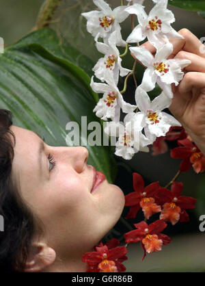 Lisa Hall, un horticolturist di Kew Gardens, si trova tra le ultime orchidee tra alcuni dei milioni in mostra nel Conservatorio della Principessa di Galles, dove i giardini 10 ° festival annuale delle orchidee, 'Orchid Exposed' che apre domani, giorno di San Valentino, per un mese. Foto Stock