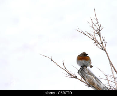 Robin accentor, Prunella rubeculoides Hemis in alta quota del Parco Nazionale in Ladakh, India. Foto Stock