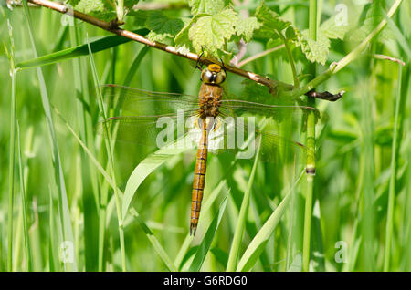 Norfolk Hawker [Aeshna] isoscele Norfolk Broads, Inghilterra, Regno Unito. riposo in erba. Giugno. Foto Stock