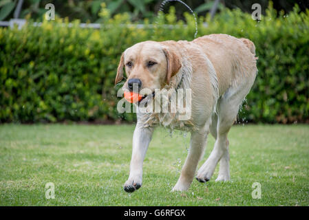 Il Labrador retriever giocando fetch bagnata dalla piscina Foto Stock