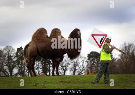 I lavoratori si trovano nella situazione insolita di effettuare riparazioni stradali essenziali nella riserva degli animali al Blair Drummond |Safari Park, vicino a Stirling, mentre il parco è chiuso per la stagione invernale. Il Parco riapre il 20 marzo per la stagione estiva. Foto Stock