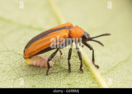 Una femmina di locusta Leaf Miner (Odontota dorsalis) stabilisce un uovo messa sul lato inferiore di una foglia. Foto Stock