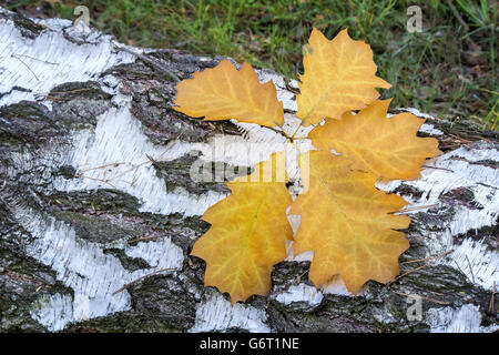 Sul tronco segato della frusta bianco giallo sono caduto foglie di quercia. Foto Stock
