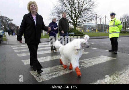 Il cucciolo standard 'Chynaa' di Corringham in Essex e il suo proprietario Margret Harrison arrivano il giorno di apertura della 101esima mostra di cani Crufts al NEC, Birmingham. Il Kennel Club spera che un record di 130,000 appassionati visiterà la sede di Birmingham per l'evento di quattro giorni, considerato il più prestigioso spettacolo di cani del mondo. Foto Stock