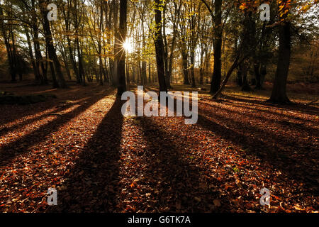 In Autmnn Bolderwood, New Forest Hampshire, Inghilterra Foto Stock