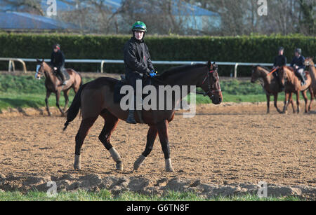 Horse Racing - Willie Mullins stabile visita - Bagenalstown Foto Stock