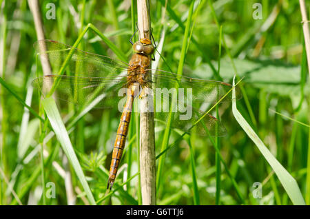 Norfolk Hawker [Aeshna] isoscele Norfolk Broads, Inghilterra, Regno Unito. riposo in erba. Giugno. Foto Stock