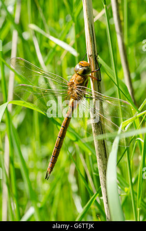 Norfolk Hawker [Aeshna] isoscele Norfolk Broads, Inghilterra, Regno Unito. riposo in erba. Giugno. Foto Stock