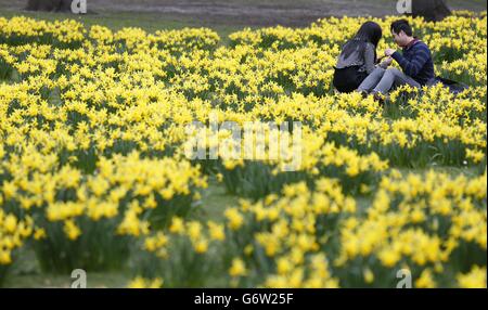 Un paio di canoodle tra i narcisi a St. James Park, Londra. Foto Stock