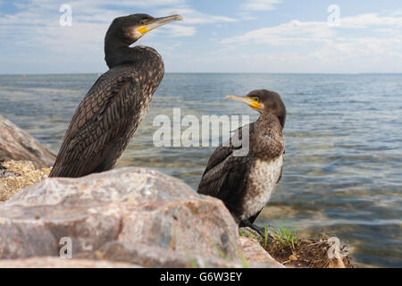 Cormorani sul sassoso rive della baia Foto Stock