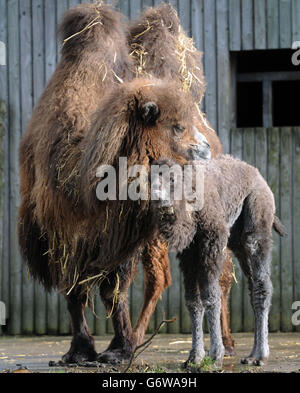 Bactrian camel vitello Foto Stock