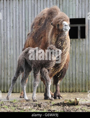 Bactrian camel vitello Foto Stock