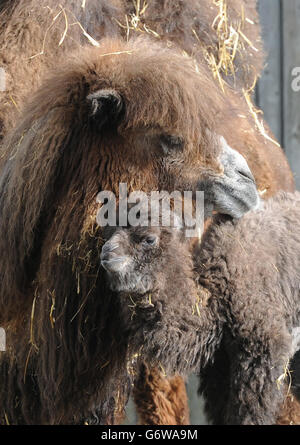 Bactrian camel vitello Foto Stock