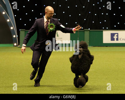 Due anni fa, Ricky picchiettino standard con il suo gestore Jason Lynn durante il concorso Best-in-Show a Crufts al NEC di Birmingham, che ha continuato a vincere. Foto Stock