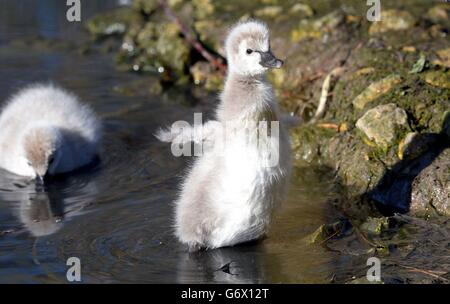 I cigni neri australiani al Washington Wetland Center, Tyne e Wear. Foto Stock