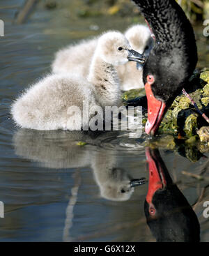 I cigni neri australiani al Washington Wetland Center, Tyne e Wear. Foto Stock