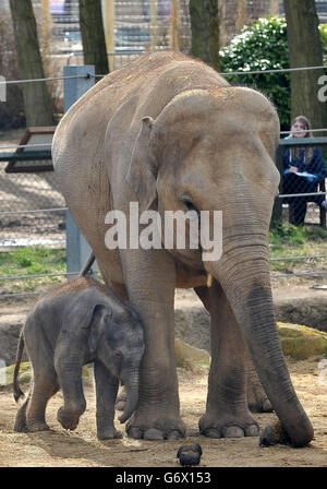 Vitello di elefante presso lo Zoo Twycross Foto Stock