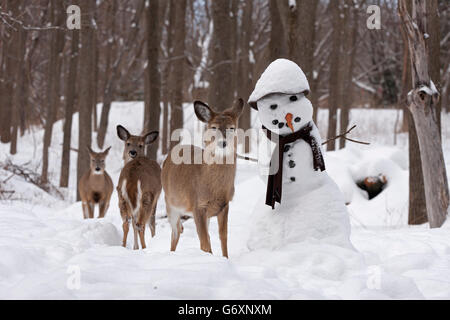 Cervi in inverno, pupazzo di neve Foto Stock