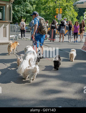 Un uomo cammina in 7 cani, Central Park parco urbano in middle-upper Manhattan, all'interno di New York City., STATI UNITI D'AMERICA Foto Stock