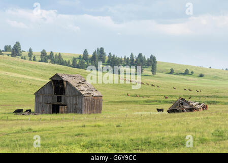 Elk e mucche al pascolo vicino ad un vecchio fienile su Oregon's Zumwalt Prairie. Foto Stock