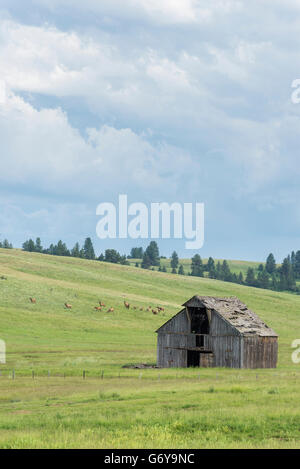 Allevamento di vacche e vitelli alci pascolare nei pressi di un vecchio fienile su Oregon's Zumwalt Prairie. Foto Stock