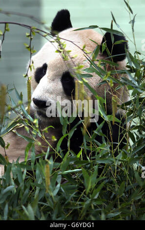 Il maschio Panda Yang Guang dello zoo di Edimburgo mangia bambù prima della stagione delle impanature. Foto Stock