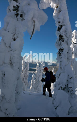 WASHINGTON - Cross-country sciatore e statuesque alberi coperti di neve sulle pendici della montagna di Amabilis. Foto Stock