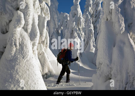 WASHINGTON - Sci di fondo attraverso una foresta di neve intonacata alberi vicino alla cima della montagna amabile. Foto Stock