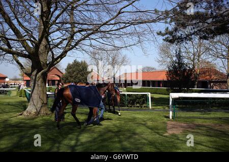 Corse di cavalli - 2014 Craven Meeting - giorno uno - Ippodromo di Newmarket. Cavalli nell'anello pre-parata durante il giorno uno del Craven Meeting 2014 a Newmarket Racecourse, Newmarket. Foto Stock