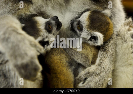 Neonato lemuri selvatici progetto posto in Bristol Foto Stock