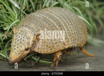 Animali Armadillo 1 Foto Stock