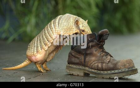 Animali Armadillo 1 Foto Stock